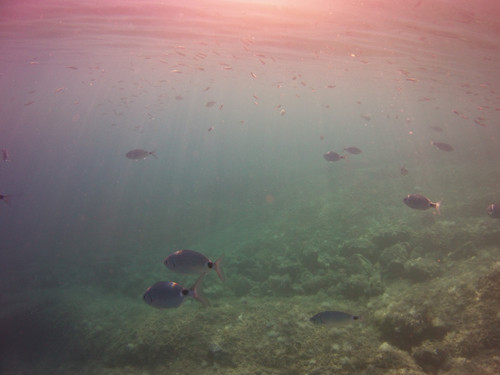 Fish; Publicdomain; Cc0; Freeimage;.jpg