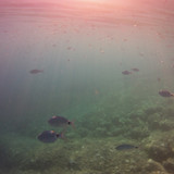 Fish; Publicdomain; Cc0; Freeimage;