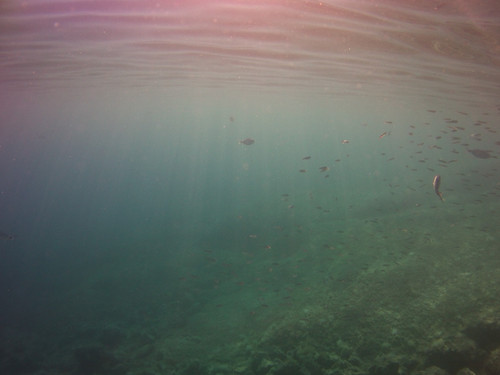 Fish; Publicdomain; Cc0; Freeimage;.jpg