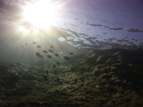 Fish; Publicdomain; Cc0; Freeimage;.jpg