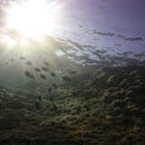 Fish; Publicdomain; Cc0; Freeimage;