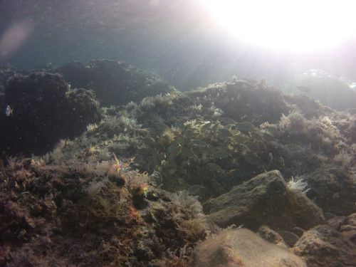 Fish; Publicdomain; Cc0; Freeimage;.jpg