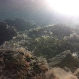 Fish; Publicdomain; Cc0; Freeimage;