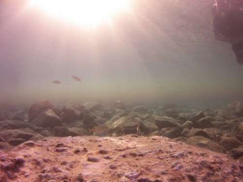 Fish; Publicdomain; Cc0; Freeimage;.jpg