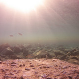 Fish; Publicdomain; Cc0; Freeimage;