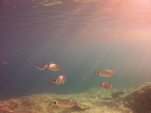 Fish; Publicdomain; Cc0; Freeimage;.jpg