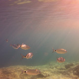 Fish; Publicdomain; Cc0; Freeimage;