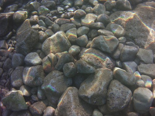 Fish; Publicdomain; Cc0; Freeimage;.jpg