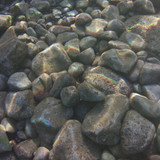 Fish; Publicdomain; Cc0; Freeimage;