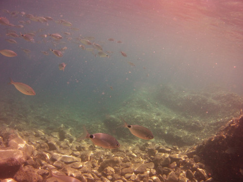 Fish; Publicdomain; Cc0; Freeimage;.jpg