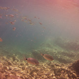 Fish; Publicdomain; Cc0; Freeimage;