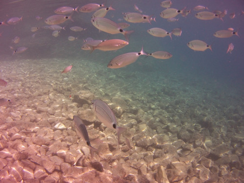 Fish; Publicdomain; Cc0; Freeimage;.jpg