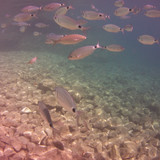 Fish; Publicdomain; Cc0; Freeimage;