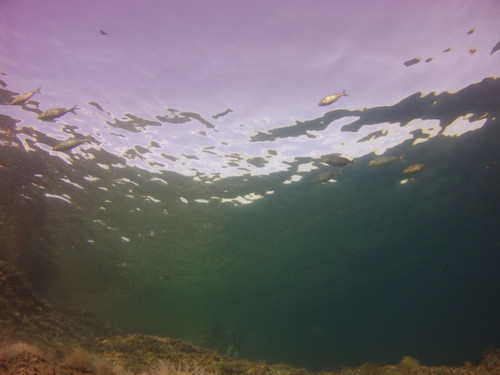 Fish; Publicdomain; Cc0; Freeimage;.jpg