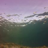 Fish; Publicdomain; Cc0; Freeimage;