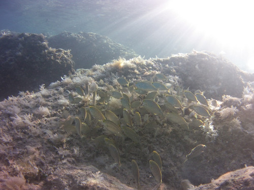 Fish; Publicdomain; Cc0; Freeimage;.jpg