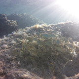 Fish; Publicdomain; Cc0; Freeimage;