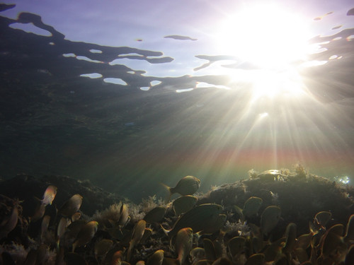 Fish; Publicdomain; Cc0; Freeimage;.jpg