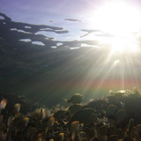 Fish; Publicdomain; Cc0; Freeimage;