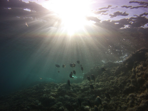 Fish; Publicdomain; Cc0; Freeimage;.jpg