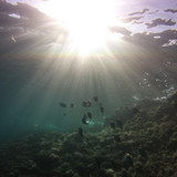 Fish; Publicdomain; Cc0; Freeimage;