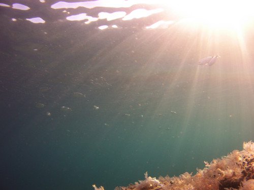 Fish; Publicdomain; Cc0; Freeimage;.jpg