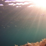 Fish; Publicdomain; Cc0; Freeimage;