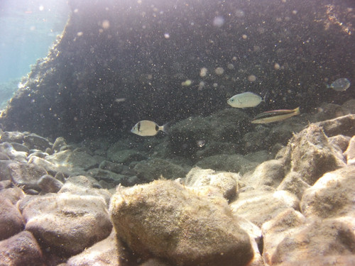 Fish; Publicdomain; Cc0; Freeimage;.jpg