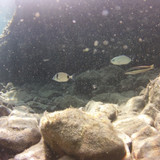 Fish; Publicdomain; Cc0; Freeimage;