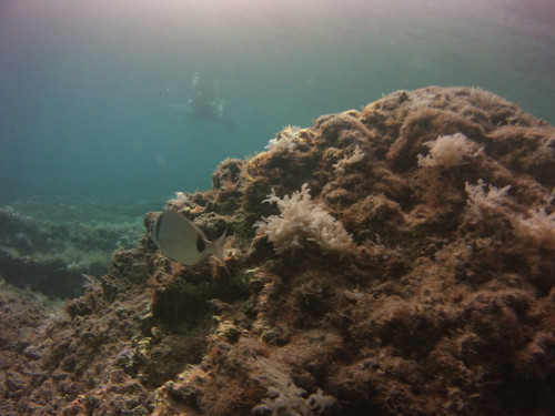 Fish; Publicdomain; Cc0; Freeimage;.jpg