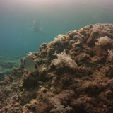 Fish; Publicdomain; Cc0; Freeimage;