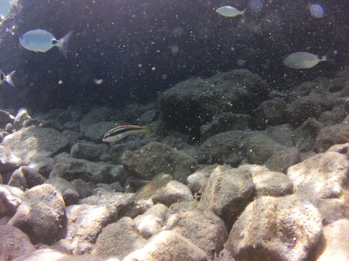 Fish; Publicdomain; Cc0; Freeimage;.jpg