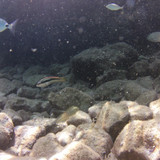 Fish; Publicdomain; Cc0; Freeimage;