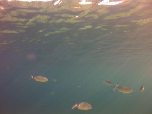 Fish; Publicdomain; Cc0; Freeimage;.jpg