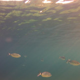 Fish; Publicdomain; Cc0; Freeimage;