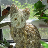 Cat; Publicdomain; Cc0; Freeimage;