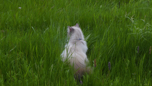 Cat; Publicdomain; Cc0; Freeimage;.jpg