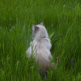 Cat; Publicdomain; Cc0; Freeimage;