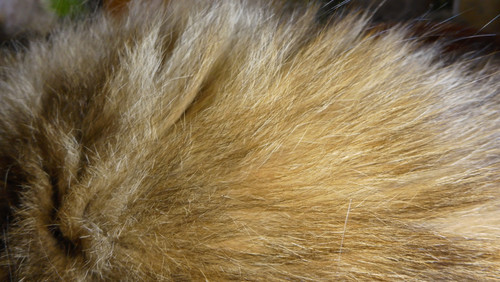 Cat; Publicdomain; Cc0; Freeimage;.jpg