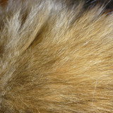 Cat; Publicdomain; Cc0; Freeimage;