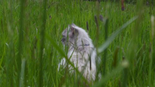 Cat; Publicdomain; Cc0; Freeimage;.jpg