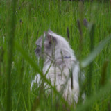 Cat; Publicdomain; Cc0; Freeimage;