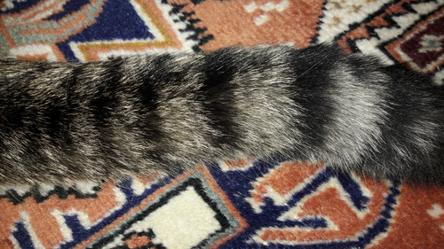 Cat; Publicdomain; Cc0; Freeimage;.jpg