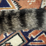 Cat; Publicdomain; Cc0; Freeimage;