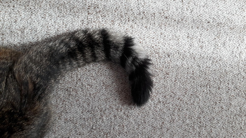 Cat; Publicdomain; Cc0; Freeimage;.jpg