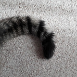 Cat; Publicdomain; Cc0; Freeimage;