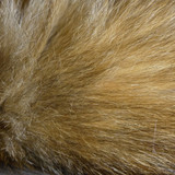 Cat; Publicdomain; Cc0; Freeimage;