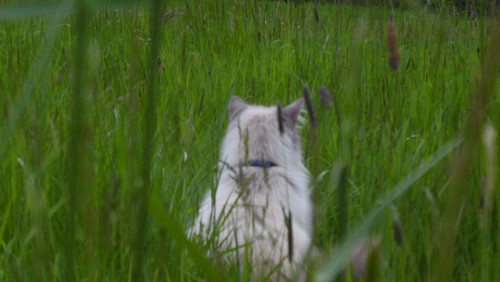 Cat; Publicdomain; Cc0; Freeimage;.jpg