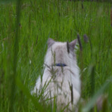 Cat; Publicdomain; Cc0; Freeimage;