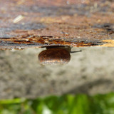 Fauna Snails Gastropod Publicdomain (93)